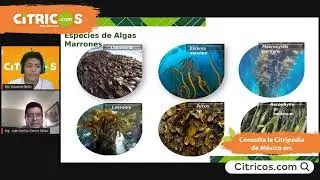 El uso de algas marinas como bioestimulantes en Cítricos 🍊🍋💯