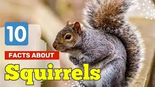 Top 10 Facts About Squirrels You Didn't Know! 🐿️