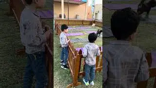 Dogs dogs festivals in Dubai #quratulainimranvlogs #funny #dogs #dubai