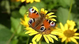 What Is The Spring Equinox?  | When is The Official First Day Of Spring |  #springequinox