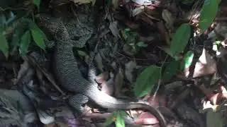 Dragon Crest, Krabi. March 2020.