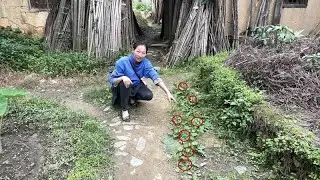 春天才长的野菜，现在就有了，奶奶靠摘它一天收入600元，真羡慕