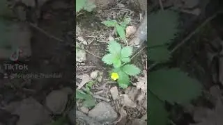 Hone your bushcraft, survival, and foraging skills by knowing THIS plant!