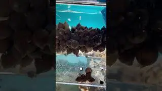Он нашёл в море странные яйца #shorts