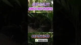 Book now &ndash; certified areca nut plants with high survival rate. Grow your farm with us!