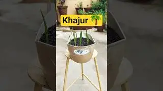 Khajur ke paudhe FREE me ugaao🌴🤩 #khajur #datepalm #gardeningtips #plantslover #howto