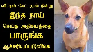 வீட்டின் கேட் முன் நின்று இந்த நாய் செய்த அதிசயத்தை பாருங்க ஆச்சரியப்படுவீங்க/ninaivugal