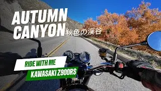 Autumn Canyon Ride — Kawasaki Z900RS (Pure Engine Sound, No Talking)