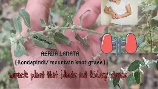 Aerva lanata /kondapindi/mountain knot weed medicinal properties II Plant that cures kidney stones