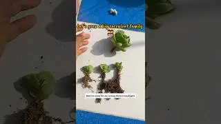 How multiply succulent plants 🪴 🥰🧿 #succulent #gardening #tips #garden #plants