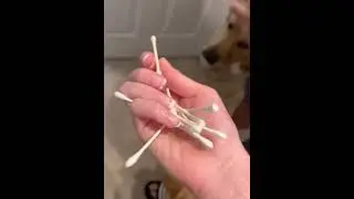 You can find anything in a dog&rsquo;s mouth #dog #funnydog #dogs #funnyvideos #fyp