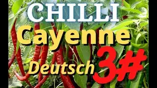 #3 (Tag15) Chilli Cayenne 150watt LED Growlight Growbox (#happygrowing #drinnenz&uuml;chten)