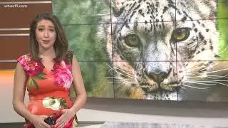 Snow leopard at Louisville Zoo becomes first in nation to test positive for SARS-CoV-2 virus
