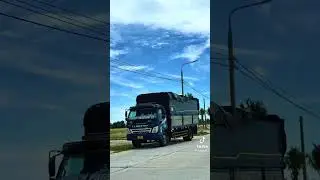 M&agrave;n biểu diễn k&egrave;n ong v&agrave;ng, k&egrave;n basuriV8 #xuhướng