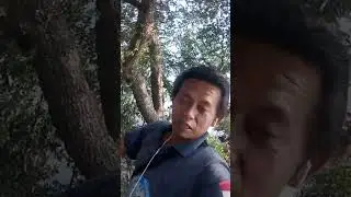 kayu setigi