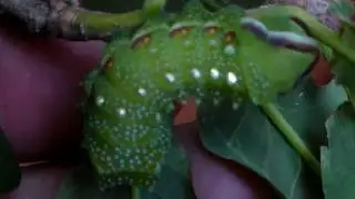 Beautiful silkmoth caterpillars: Pseudimbrasia deyrollei