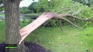 falling tree sound