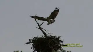 FISKGJUSE  Osprey  (Pandion haliaetus)  Klipp - 2140