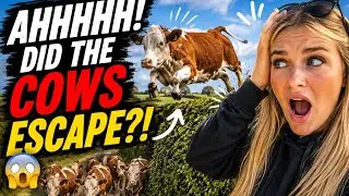 АХ, КОРОВЫ СБЕЖАЛИ?!!??