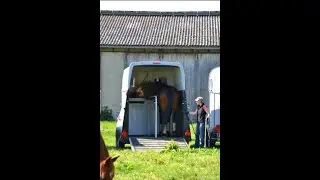 Pferd geht nicht in den H&auml;nger? - Pferde verladen leicht gemacht - das ist die L&ouml;sung