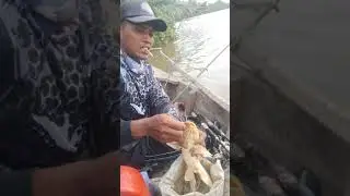 lomba mancing ikan duri kuning