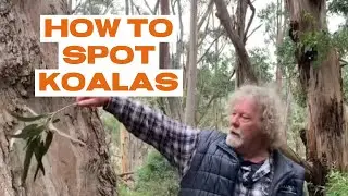 How to Spot Koalas on the Great Ocean Road | Walk91 Koala Tips at Shelly Beach