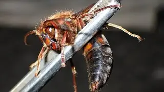 日本で最も希少で危険なスズメバチが大量発生してました...。