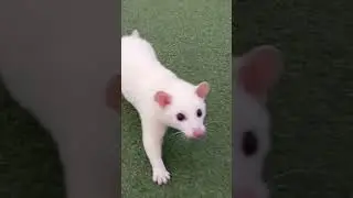 Nomura si musang pandan lucystik