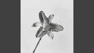 Daylily