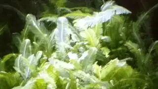 Feather caulerpa refugium