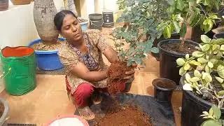 ஒரு தொட்டியில் இரண்டு ரோஜா செடி நட்டு வளர்ப்பது எப்படி?