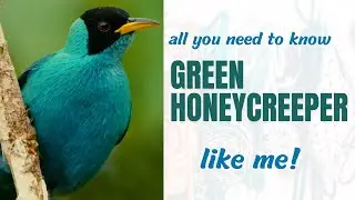 green honeycreeper facts 🦜 found in southern Mexico 🇲🇽 south to Brazil 🇧🇷 and on Trinidad 🇹🇹