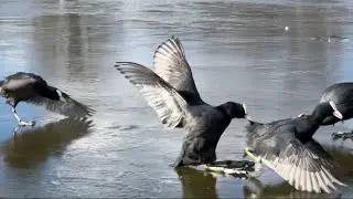 Coot Wars on Ice #shorts