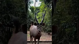Oh, deer! 🦌 Had the best time exploring this forest sanctuary today