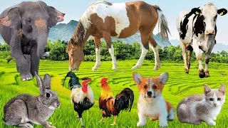 Relaxing Animals Sound: Horse, Goat, Cow, Rabbit, Elephant, Puppy, Lion - Funny Farm Animal, Animals