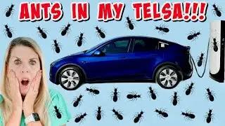 Муравьи в моей Tesla Model Y 2024 года выпуска!!! — Советы Грока, как от них избавиться