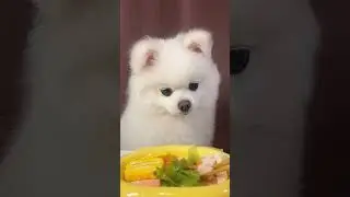 【Dog Eating Broadcast🍗】Menu: Eat omelette 🍳 lettuce🌽 freeze-dried chicken🐔