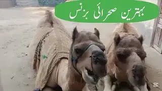 Camel farming benefits in village and most benefits business 