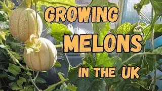 Sowing And Growing Melons Guide For beginners Day 4 Of May Sowings On The Allotment