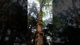Large Leaf Maple Tree in Washington State