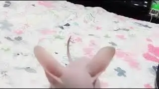 Bingus ferociously mauls his owner