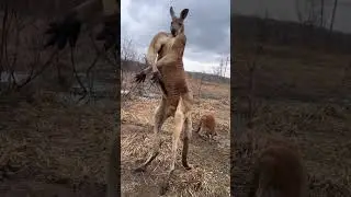 Canguru Australiano! MARRENTO n&eacute;? #australia #animals