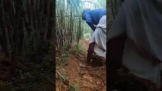 ASMR Adding Soil Around Growing Sugarcane | Hoeing Sound Clear #Shorts