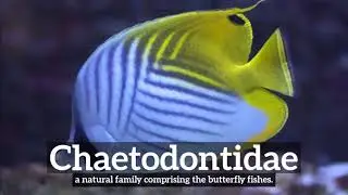 What is Chaetodontidae? | How to Say Chaetodontidae in English? | How Does Chaetodontidae Look?