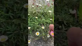Wild flowers #shorts