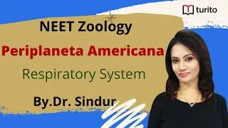 Periplaneta Americana-5 | Respiratory System Of Cockroach | NEET Zoology | Class XI | Dr.Sindur