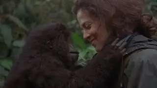 За кадром: &laquo;Гориллы в тумане&raquo; (Apted, 1988) с Сигурни Уивер и Брайаном Брауном.