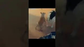 #deixaolike #drivingfails #subscribe #viral