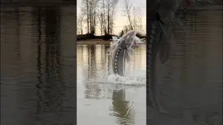Best Fraser River sturgeon jump of 2025!! #fishing #charter #bucketlist #bookwithus