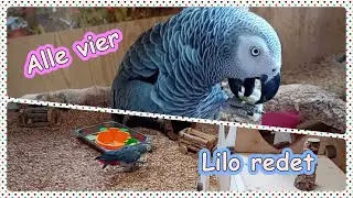 Lilos geplapper/ alle vier